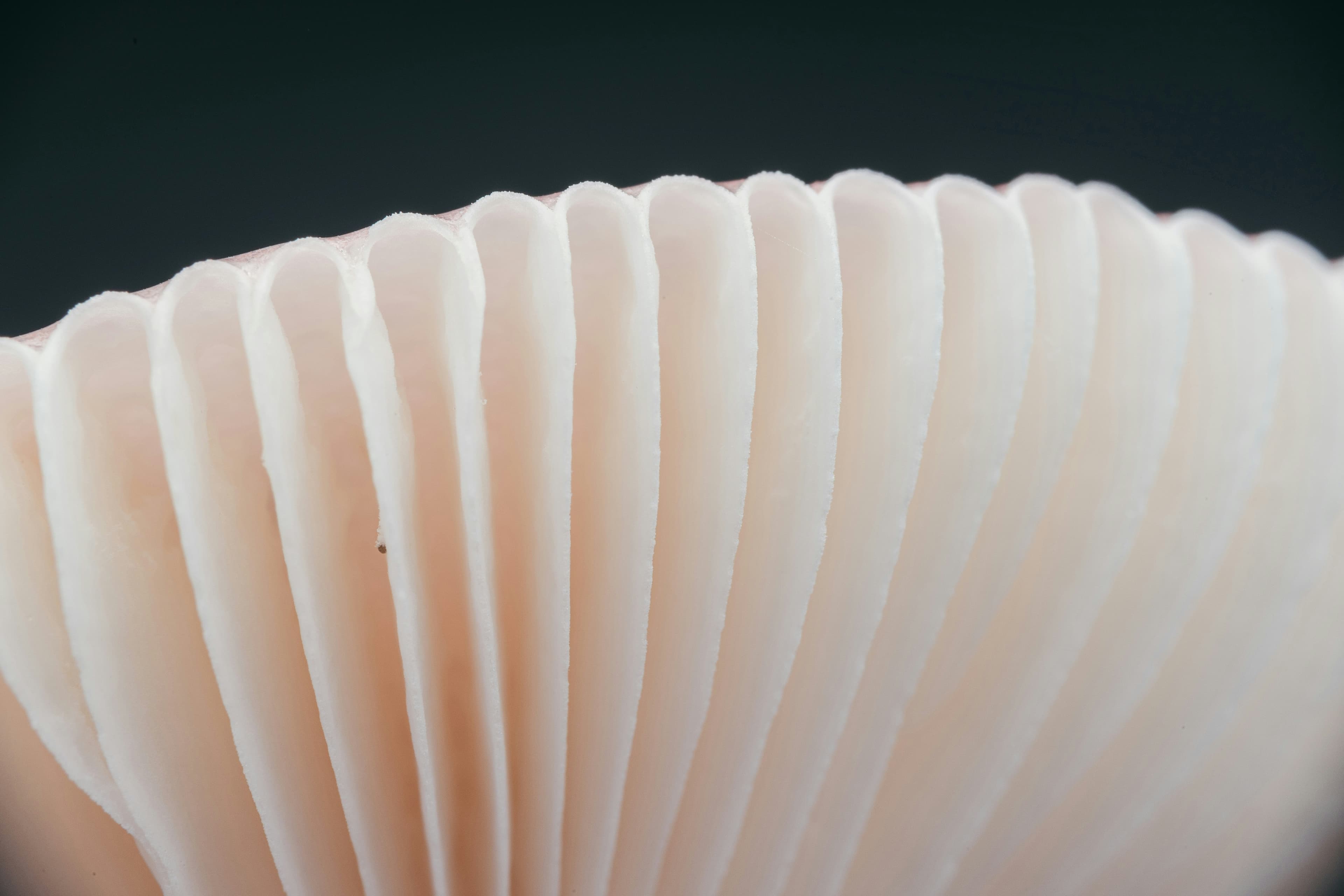 Article background